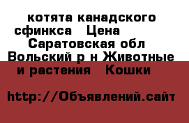 котята канадского сфинкса › Цена ­ 2 500 - Саратовская обл., Вольский р-н Животные и растения » Кошки   